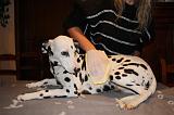BAIN - DALMATIEN 047